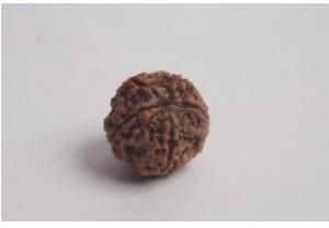 panch mukhi rudraksha