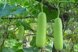 Bottle Gourd