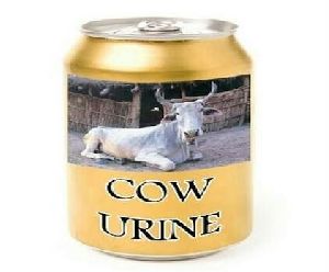 Cow Urine