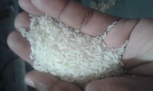 1121 white sella Rice