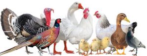 Poultry Feed