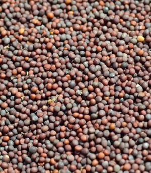 Black Mustard Seeds