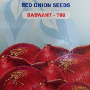 Red Onion Seeds