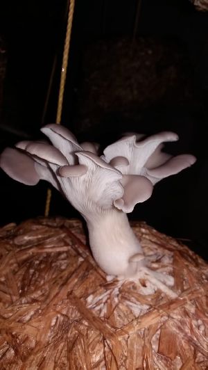 Oyster Mushroom