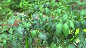 Green Chilli Plant