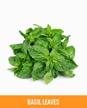 Basil Leaves