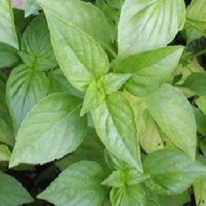 Basil Leaves