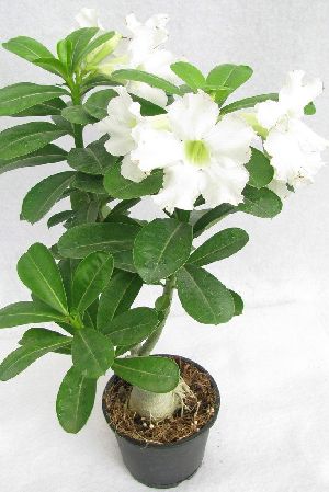 Adenium White