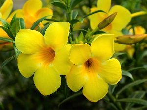 Allamanda Yellow