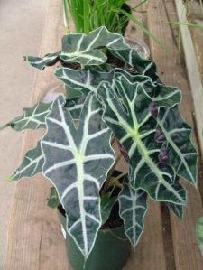 Alocasia Black