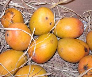 Alphonso Mangoes