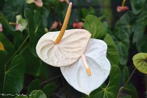 Anthurium White