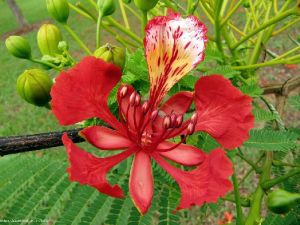 gulmohar