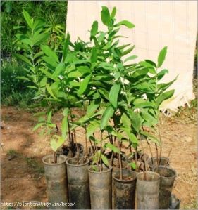 Sandalwood Plant