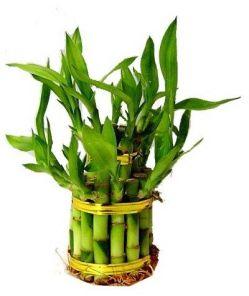 lucky bamboo