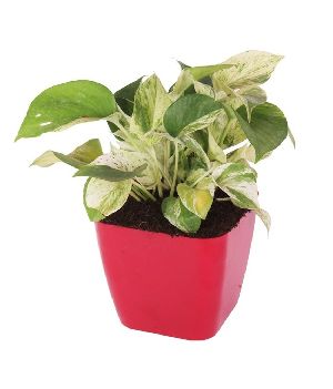 Money Plant Marble