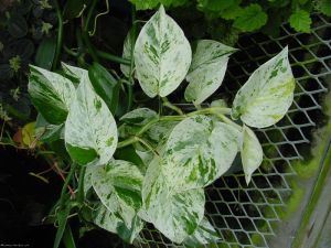 variegated money plant