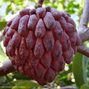 Red Custard Apple