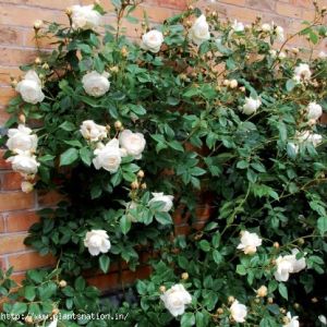 Rose Climber White