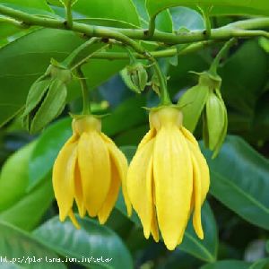 sampangi flower