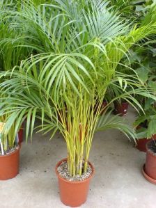 The Areca Palm