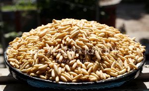 Pine Nuts