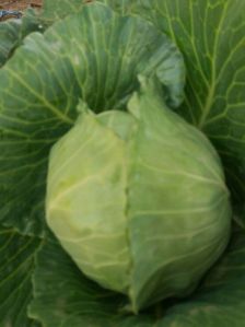 Fresh Cabbage