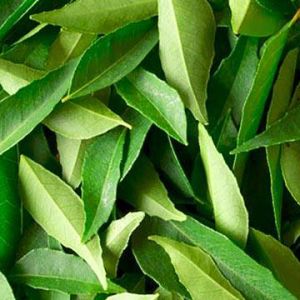 Curry Leaves