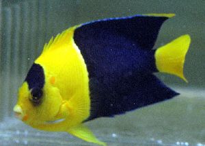 Bicolor Angel Fish