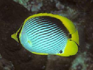 Blackback butterflyfish