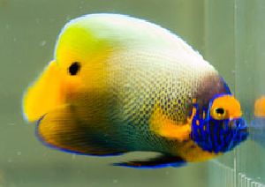 BlueFace Angel Fish