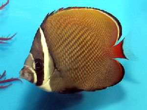 Pakistani Butterflyfish