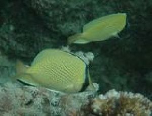 Speckled Butterflyfish
