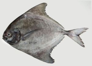 Black Pomfret Big Fish