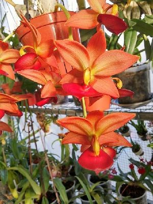 Catasetum Orange Jumbo Micky