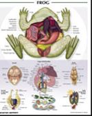 Educational Charts