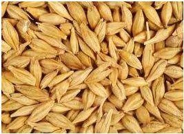 Barley