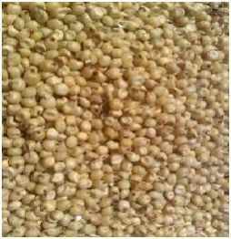 Sorghum