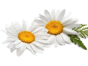 Chamomile Oil