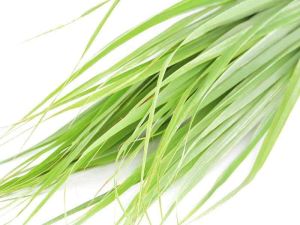 Citronella Essential Oil