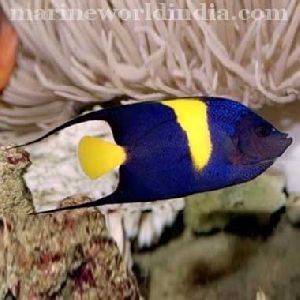 Asfur Angel fish