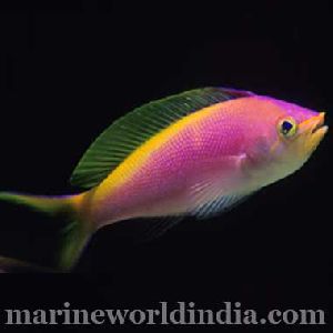 Bartletts Anthias fish