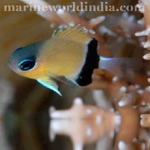 Black Bar Chromis sea fish