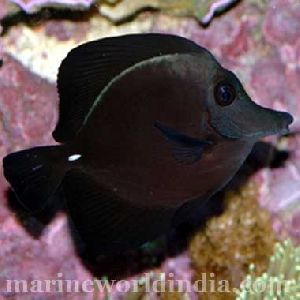 Black Tang fish