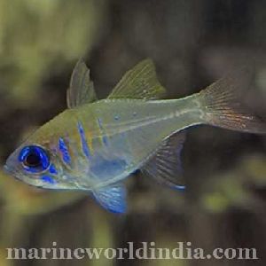 Blue Eyed Cardinal fish