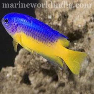 Gold Belly Damsel sea fish