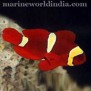 Gold Stripe Maroon Clown sea fish