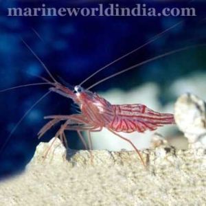 Peppermint Shrimp Lysmata