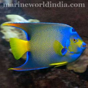 Queen Angel fish