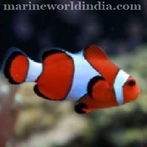 Red Percula sea fish